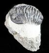 Bargain, Gerastos Trilobite Fossil - Morocco #57636-2
